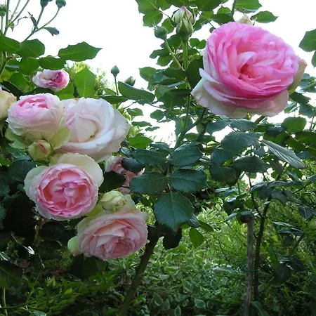 Secret Garden 招待所